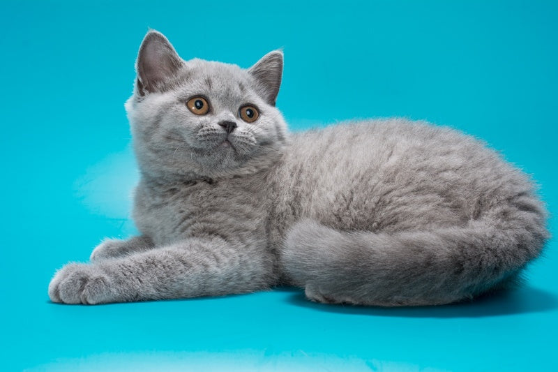 Olwen British Shorthair female, blue