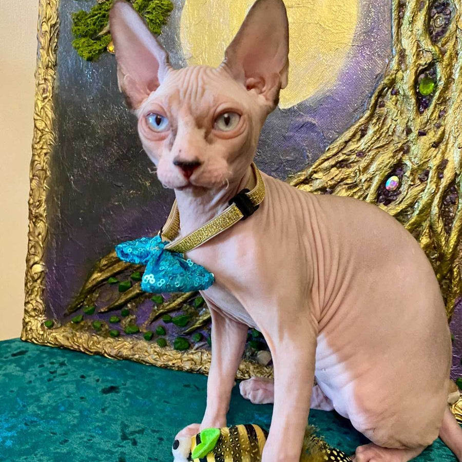 Max Canadian Sphynx male, blue bicolour pointed