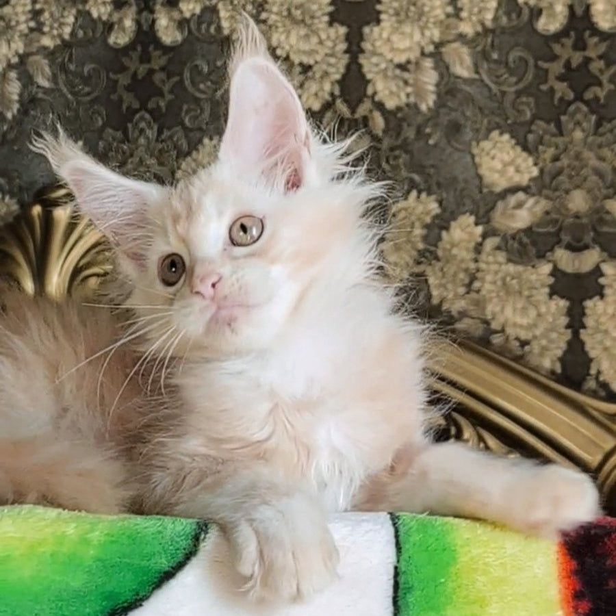 Ilyusha Maine Coon male, cream silver tabby