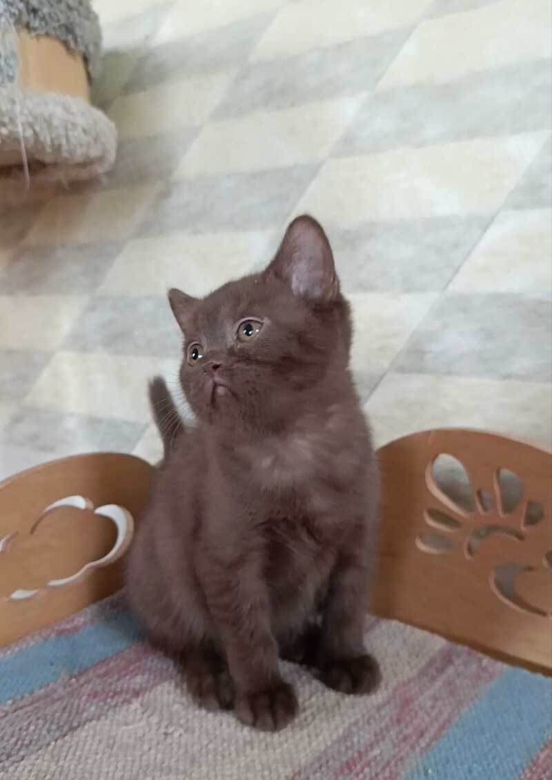 Cassandra British Shorthair female, chocolate