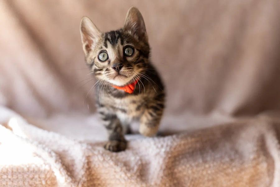 Thor Bengal male black spotted tabby - live animals