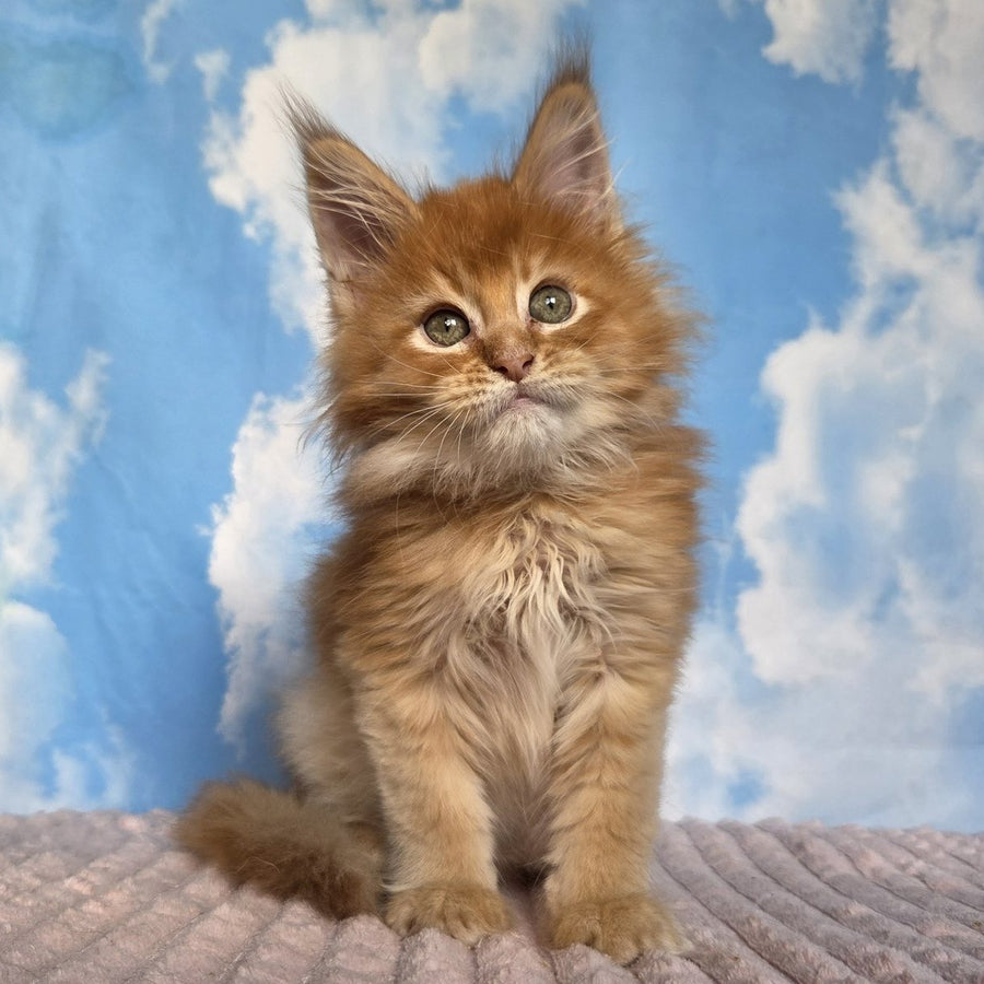 Wonder Maine Coon male, red ticked tabby