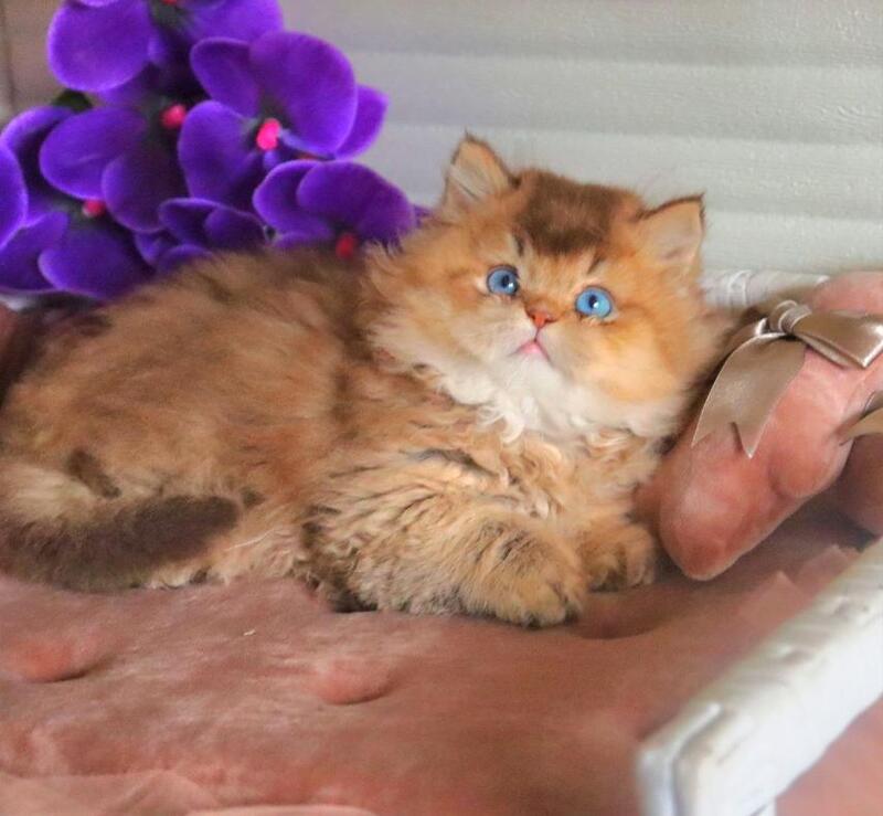 Billi British Longhair male chocolate golden ticked tabby - live animals