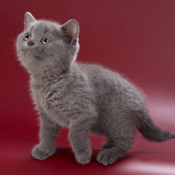 Pixie British Shorthair female, blue