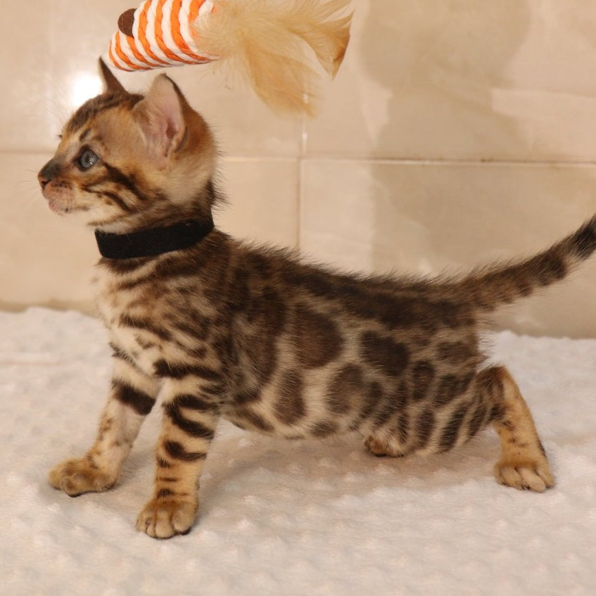 Xerxes Bengal male, black spotted tabby