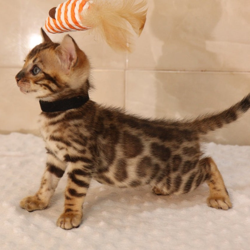 Xavier Bengal male, black spotted tabby