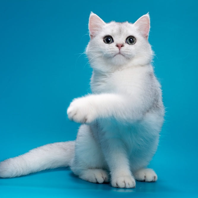 Fred British Shorthair male, chocolate silver shaded