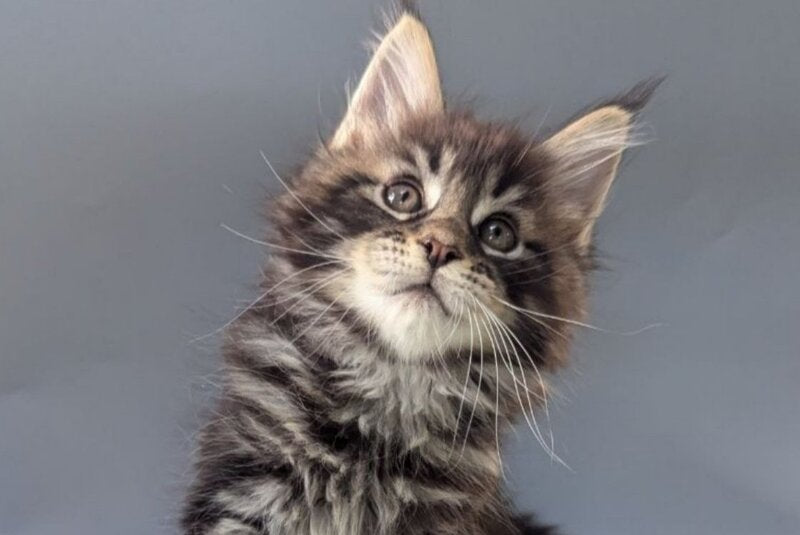 Happy Maine Coon male, black tabby