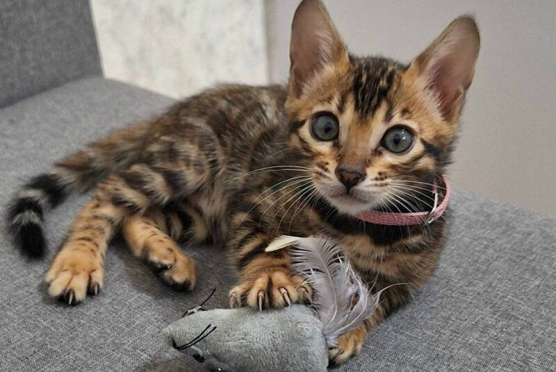 Goldy Bengal female, black spotted tabby