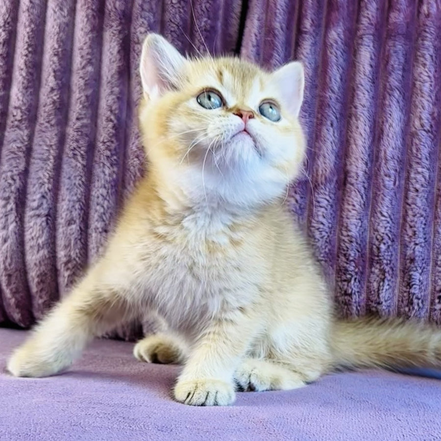 Golden Rose British Shorthair female, cinnamon golden shaded