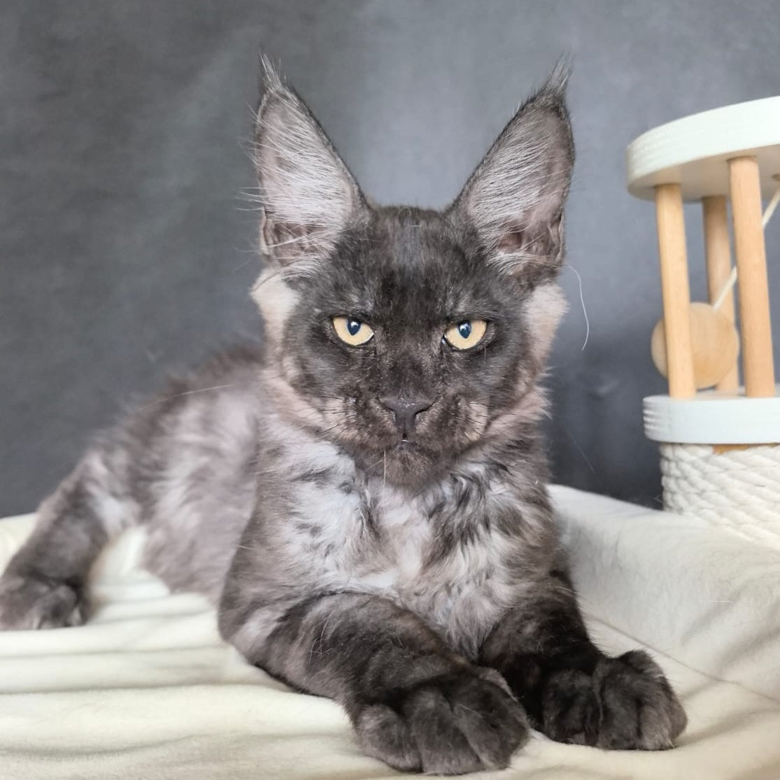 Axel Maine Coon male, black silver