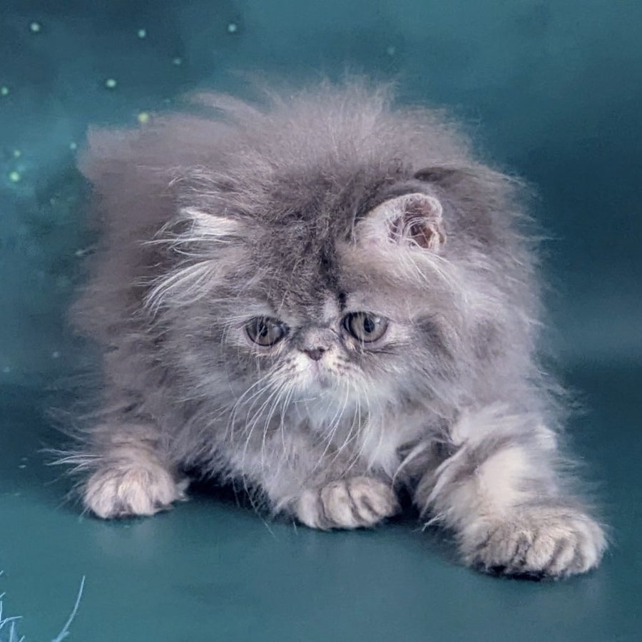 Patricia Persian female, blue tortie
