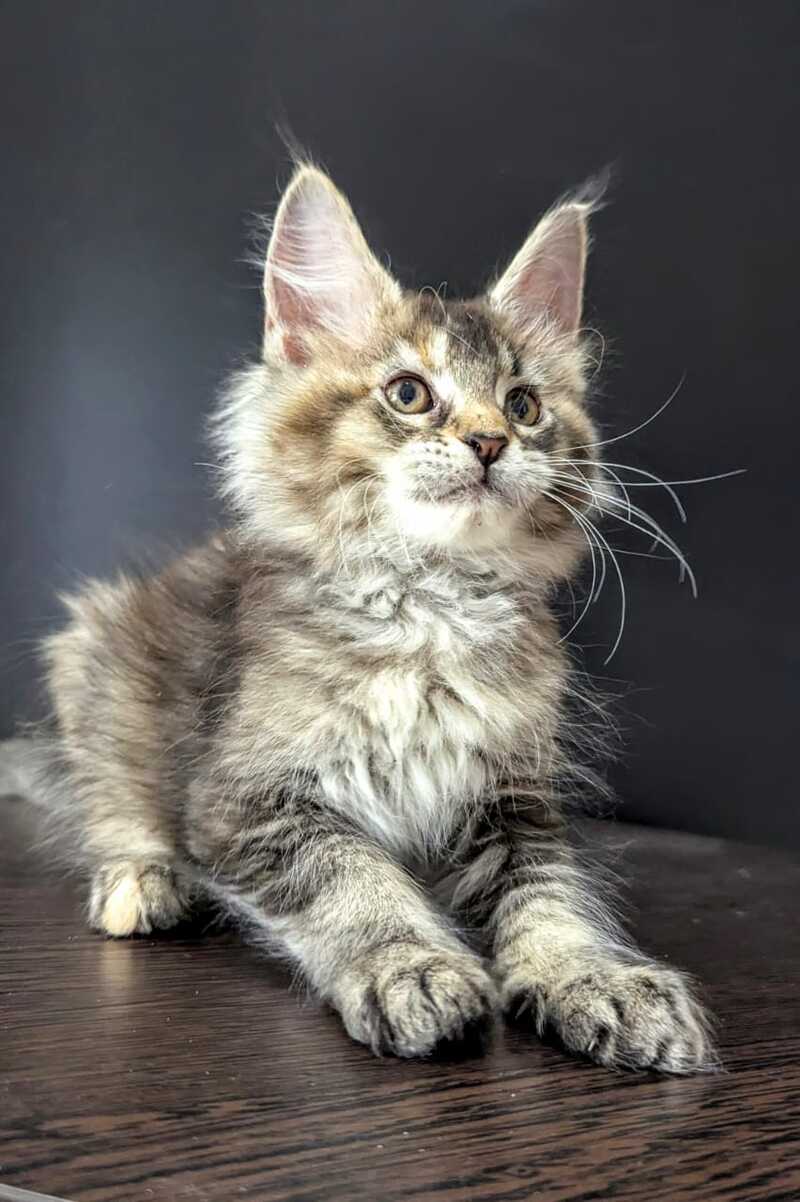 Cutie Maine Coon female black tortie ticked tabby live animals