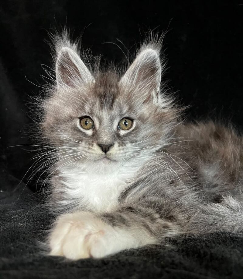 Natan Maine Coon male, black silver tabby with white