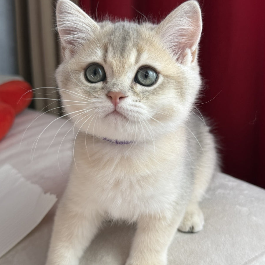 Erik Scottish Straight male, blue golden shaded