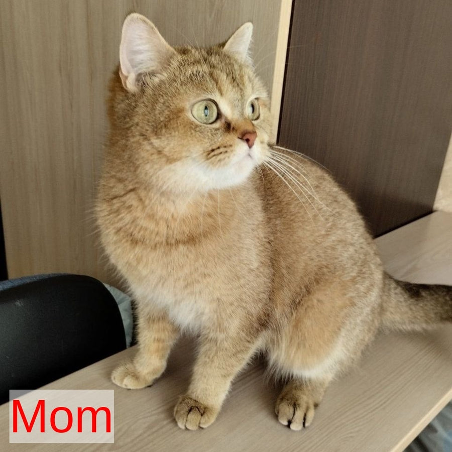 Clyde Scottish Straight male, chocolate golden ticked tabby