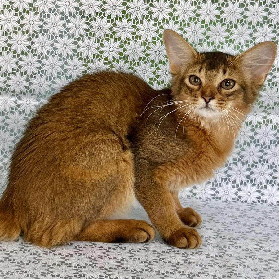 Dzhenifer Somali female, ruddy
