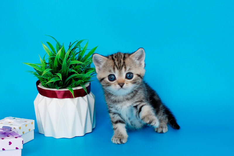 Kamilla British Shorthair female black silver tabby - live animals
