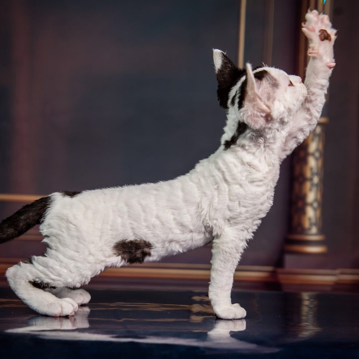 Kiki Devon Rex female, black harlequin