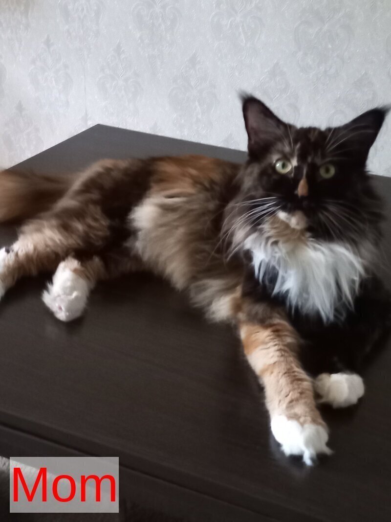 Elina Maine Coon female blue tortie bicolour live animals