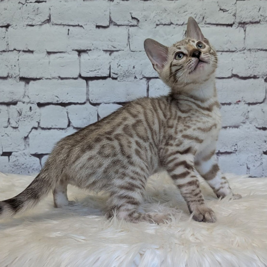 Alvin Bengal male, black silver spotted tabby pointed
