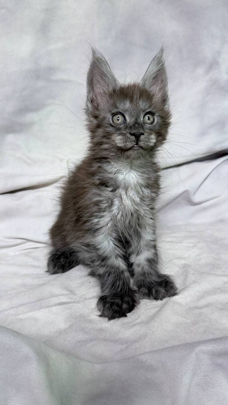 Ice Maine Coon polydactyl male, black silver with white