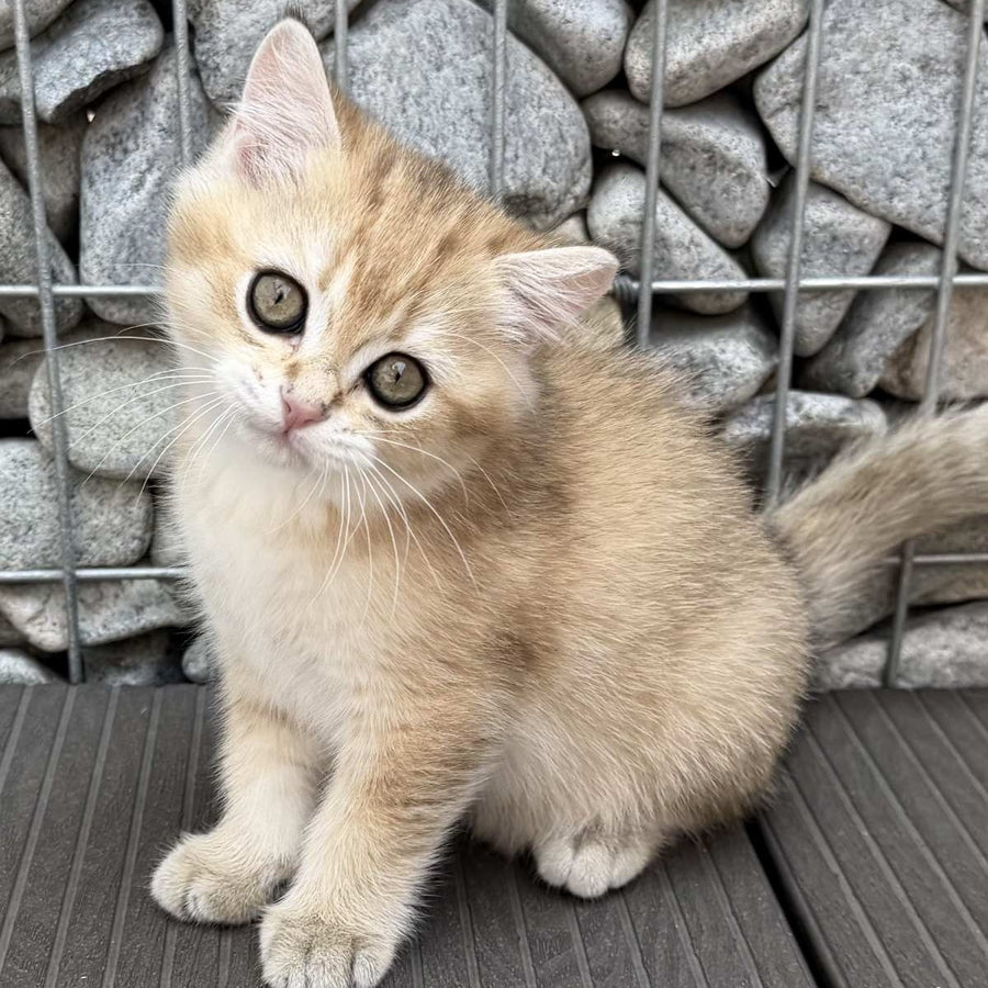 Kabachok British Shorthair male, black golden shaded