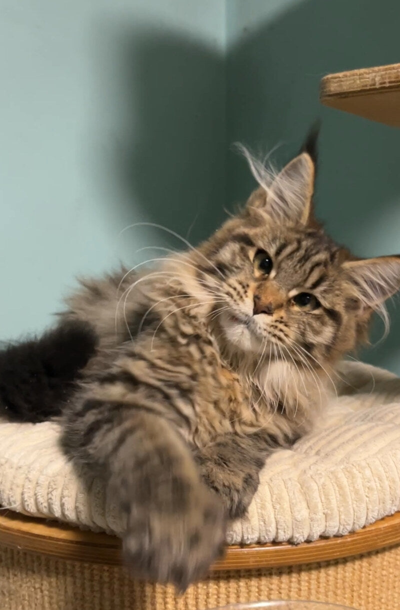 Yolanda Maine Coon female, black spotted tabby