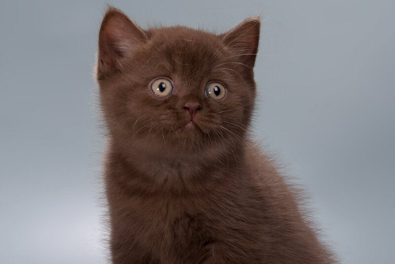 Hershey British Shorthair male, chocolate