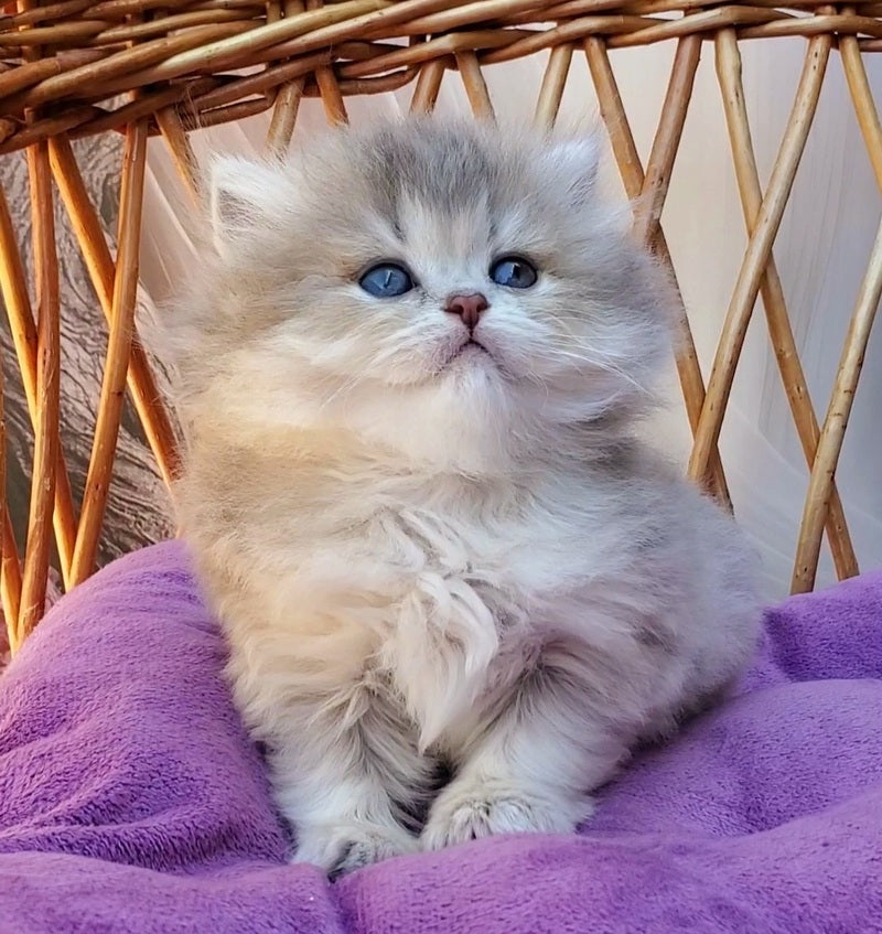 Zlata British Longhair female blue golden ticked tabby - live animals