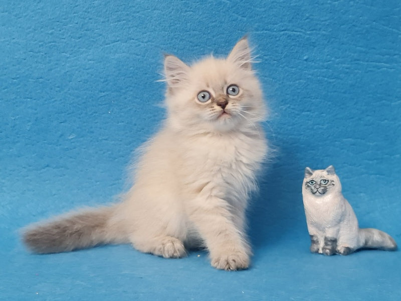 Angel Siberian male blue tabby pointed - live animals