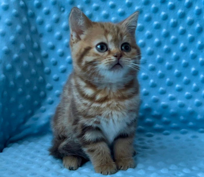 Wailani British Shorthair female, chocolate tabby