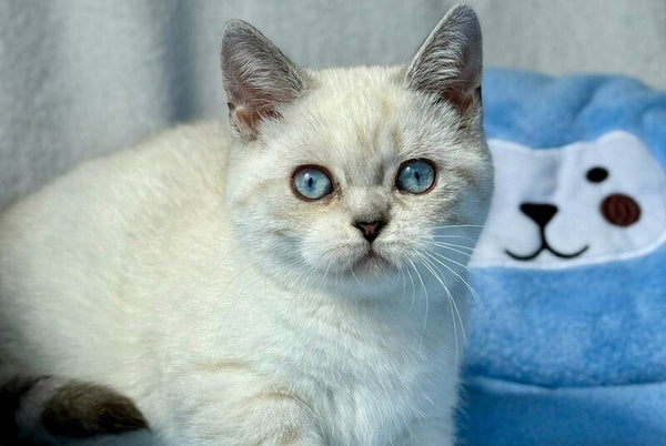 Naytiri Munchkin female black silver tabby pointed - live animals