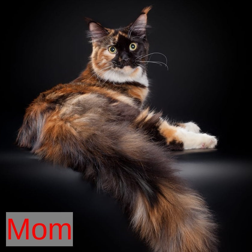 Yesenia Maine Coon female, black tortie tabby