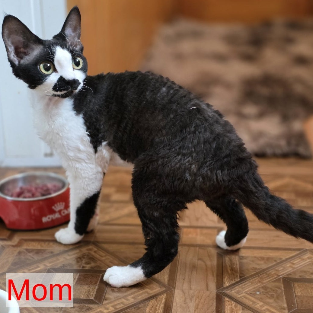 Princess Devon Rex female, black bicolour