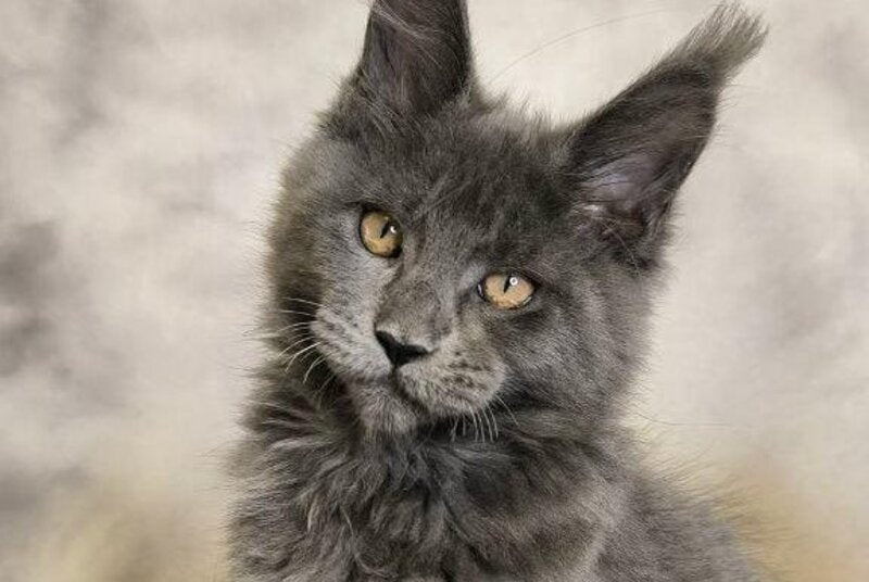 Sheila Maine Coon female, blue silver