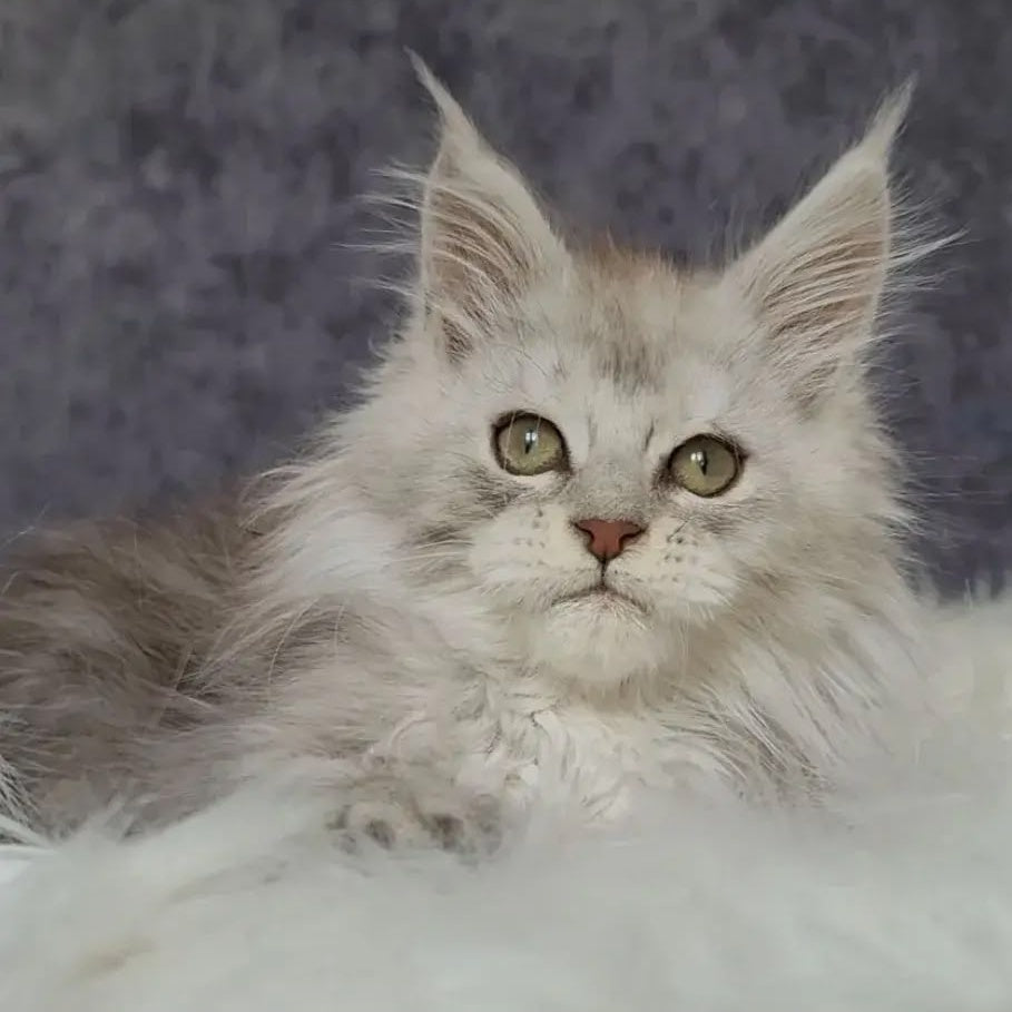 Harold Maine Coon polydactyl 6x6x6x6 male, black silver tabby
