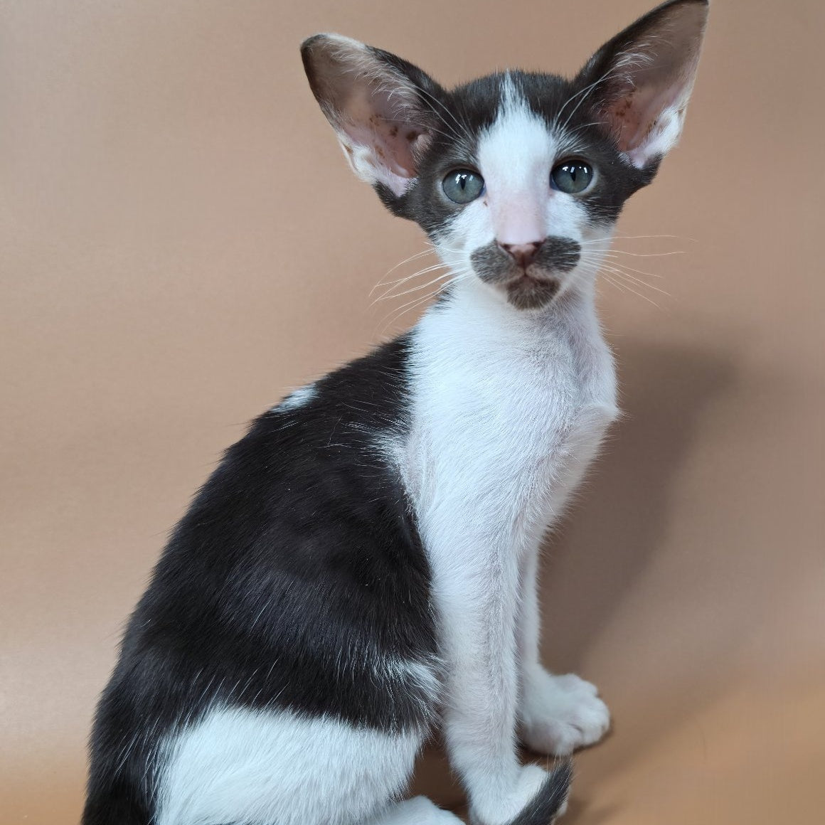 Koji Oriental Shorthair male, chocolate bicolour