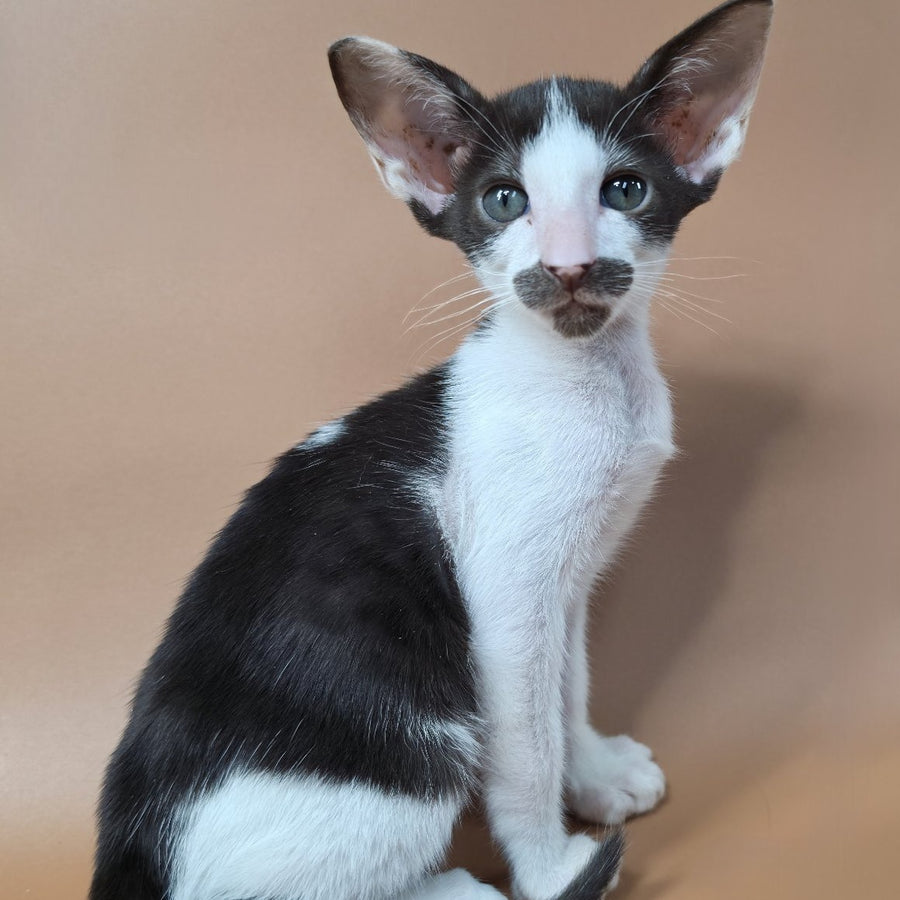 Koji Oriental Shorthair male, chocolate bicolour
