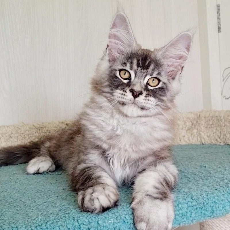 Lutik Maine Coon male, blue silver tabby
