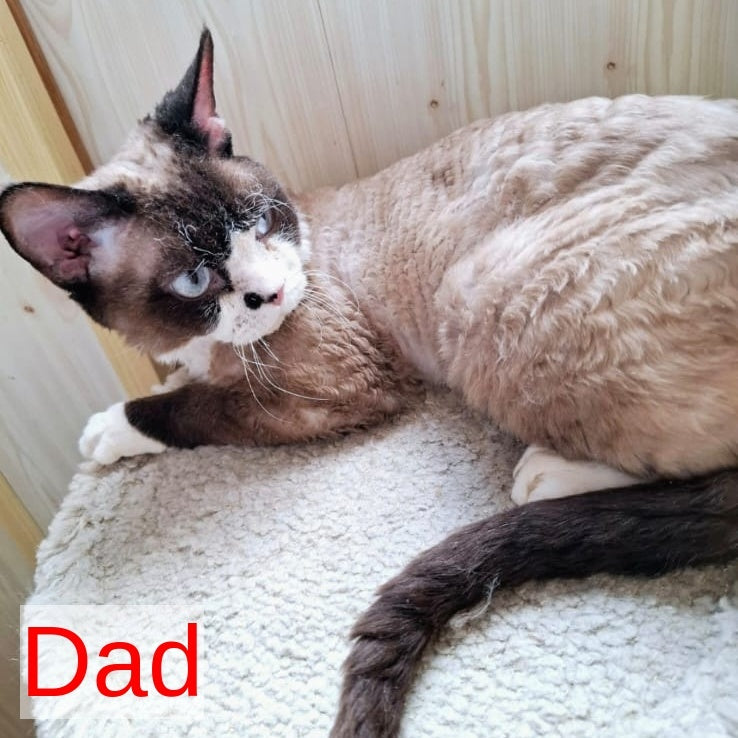 Filip Devon Rex male, blue