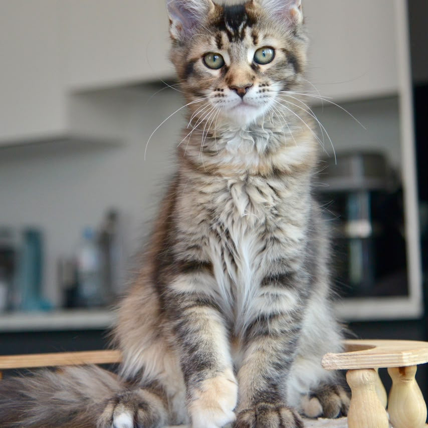 Yuna Maine Coon female, black tabby