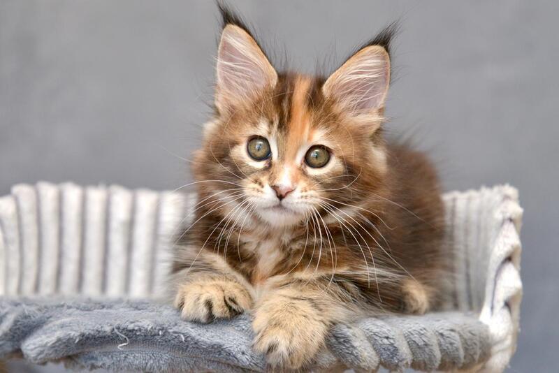 Vatrushka Maine Coon female black tortie with white tabby live animals