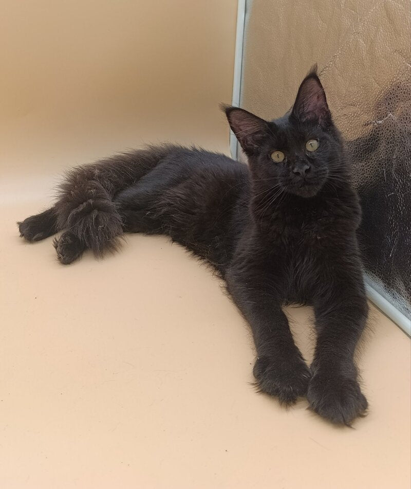 Iris Maine Coon female black silver - live animals