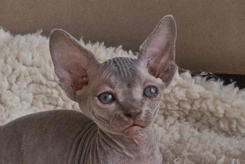 Uslada Bambino female lilac - live animals