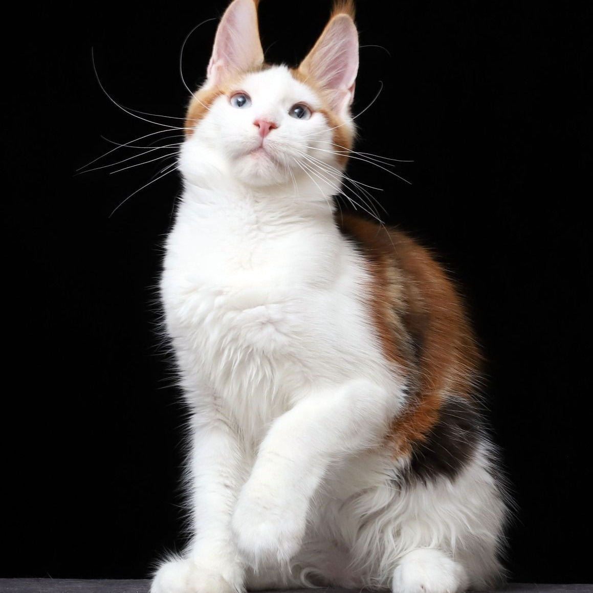 Sienna Maine Coon female, black tortie tabby bicolour
