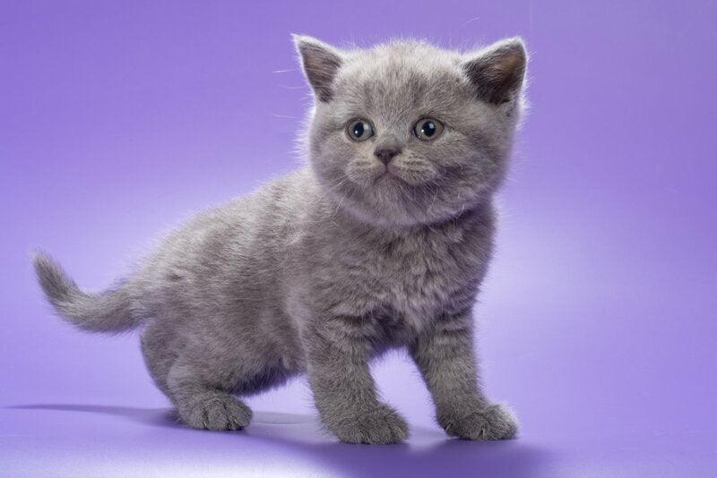 Baffi British Shorthair female, blue