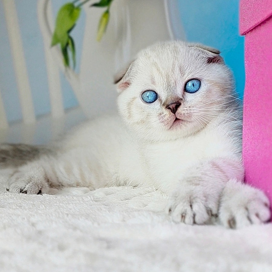 Chester Scottish Fold male, chocolate tabby pointed
