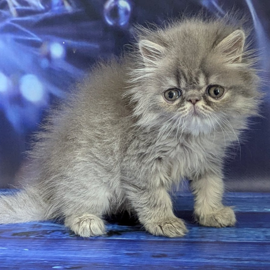 Pavlik Persian male, blue tabby