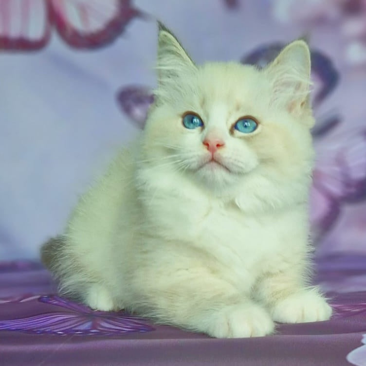 Endy Siberian male, blue bicolour tabby pointed